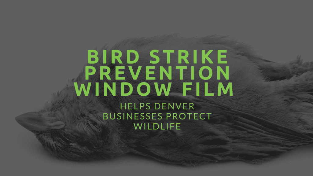 bird strike prevention window film denver
