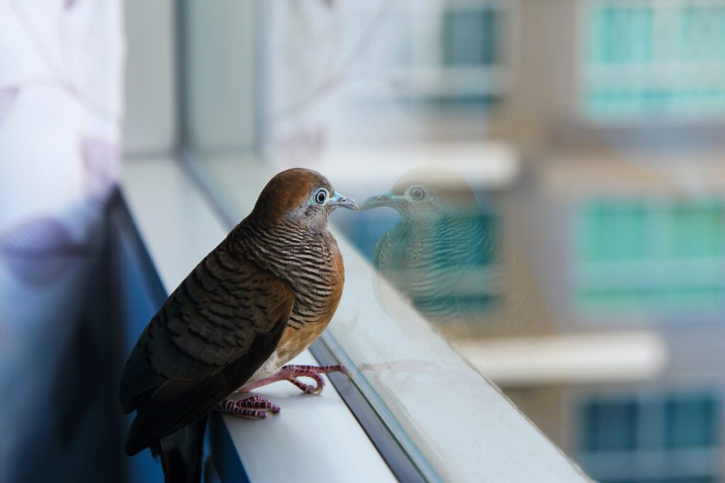 bird divert Denver windows